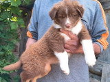 3 chiots femelles Berger Australien non LOF nées en avril 2026 à vendre