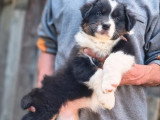 3 chiots femelles Berger Australien non LOF nées en avril 2026 à vendre