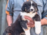 3 chiots femelles Berger Australien non LOF nées en avril 2026 à vendre