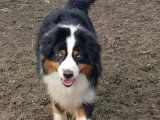 3 chiots femelles Berger Australien non LOF nées en avril 2026 à vendre