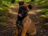 Portée de 4 chiots Berger Belge Malinois non LOF nés en février 2026 à vendre