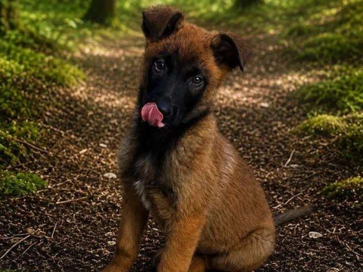 Portée de 4 chiots Berger Belge Malinois non LOF nés en février 2026 à vendre