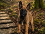Portée de 4 chiots Berger Belge Malinois non LOF nés en février 2026 à vendre