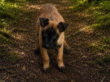 Portée de 4 chiots Berger Belge Malinois non LOF nés en février 2026 à vendre
