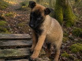 Portée de 4 chiots Berger Belge Malinois non LOF nés en février 2026 à vendre