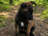 Portée de 4 chiots Berger Belge Malinois non LOF nés en février 2026 à vendre