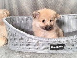 Chiot Spitz mâle non LOF à vendre né en janvier 2026spitz