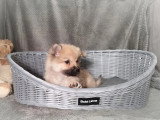 Chiot Spitz mâle non LOF à vendre né en janvier 2026spitz