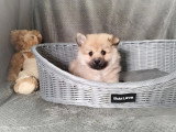 Chiot Spitz mâle non LOF à vendre né en janvier 2026spitz