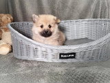 Chiot Spitz mâle non LOF à vendre né en janvier 2026spitz
