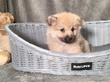Chiot Spitz mâle non LOF à vendre né en janvier 2026spitz