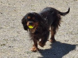 Chienne adulte Cavalier King Charles à vendre
