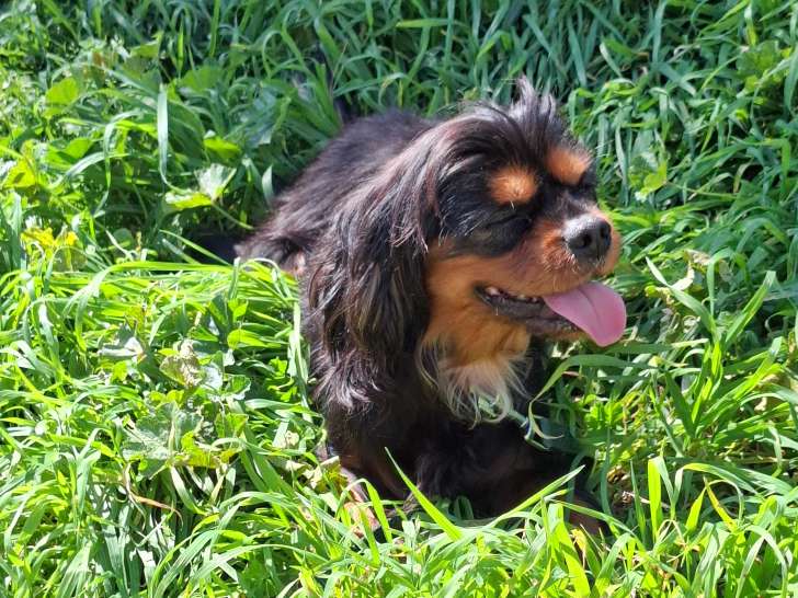 Chienne adulte Cavalier King Charles à vendre