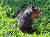 Chienne adulte Cavalier King Charles à vendre