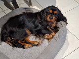 Chienne adulte Cavalier King Charles à vendre
