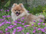 Deux chiots femelles Spitz Nain en vente LOF nées en novembre 2025