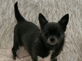 Chiot femelle Chihuahua bleue et blanche non LOF née en juillet 2025 à vendre