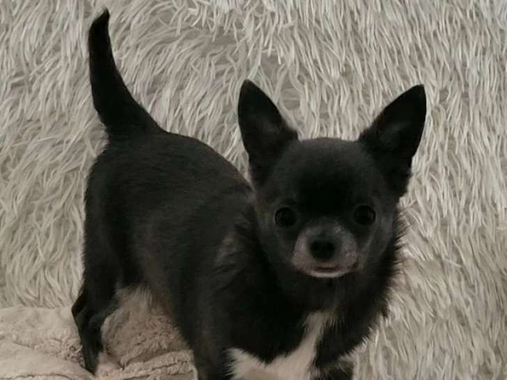 Chiot femelle Chihuahua bleue et blanche non LOF née en juillet 2025 à vendre