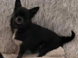 Chiot femelle Chihuahua bleue et blanche non LOF née en juillet 2025 à vendre