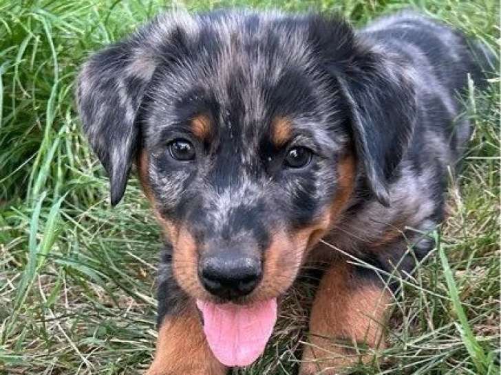 3 chiots Berger de Beauce mâles arlequins d'avril 2026 LOF à vendre