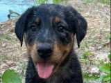 3 chiots Berger de Beauce mâles arlequins d'avril 2026 LOF à vendre