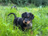 3 chiots Berger de Beauce mâles arlequins d'avril 2026 LOF à vendre