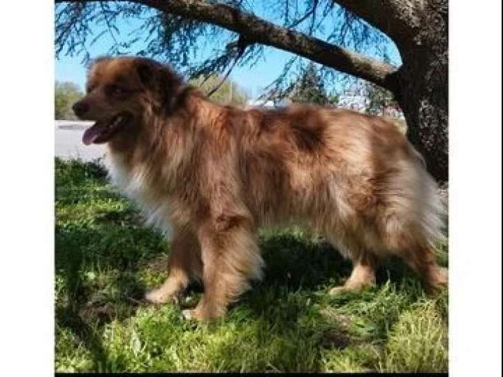 Un chien Berger Australien LOF mâle à vendre né en mars 2023