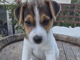 Chiot Jack Russel