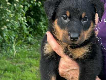 Chiots Beauceron LOF à vendre