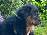 Chiots Beauceron LOF à vendre