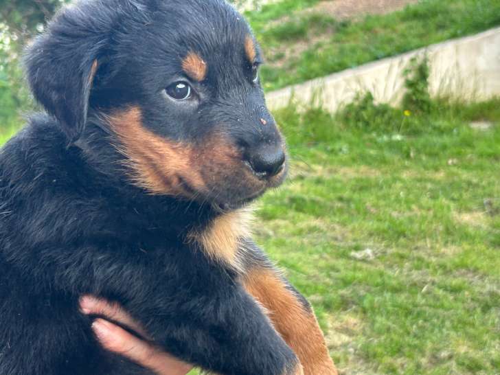 Chiots Beauceron LOF à vendre