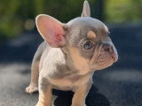 5 chiots Bouledogue Français mâles à vendre non LOF né en avril 2026