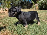 5 chiots Bouledogue Français mâles à vendre non LOF né en avril 2026