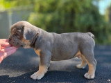 5 chiots Bouledogue Français mâles à vendre non LOF né en avril 2026