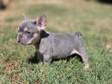 5 chiots Bouledogue Français mâles à vendre non LOF né en avril 2026