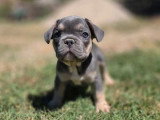 5 chiots Bouledogue Français mâles à vendre non LOF né en avril 2026