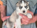 Portée de 8 chiots Husky Sibérien  non LOF à réserver
