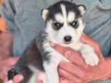 Portée de 8 chiots Husky Sibérien  non LOF à réserver