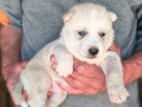 Portée de 8 chiots Husky Sibérien  non LOF à réserver