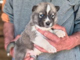 Portée de 8 chiots Husky Sibérien  non LOF à réserver