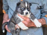 Portée de 8 chiots Husky Sibérien  non LOF à réserver