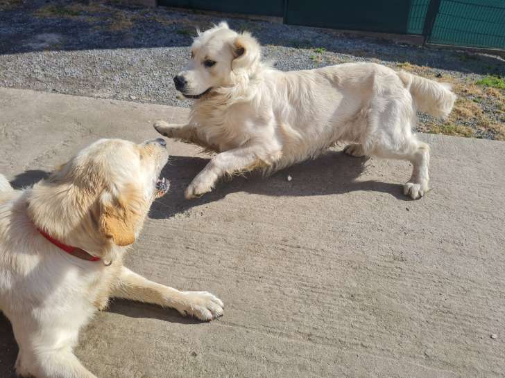 Atlas, mâle Golden Retriever LOF disponible pour saillie