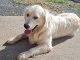 Atlas, mâle Golden Retriever LOF disponible pour saillie