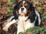 Cavalier King Charles mâle tricolore LOF confirmé de février 2022 pour saillie