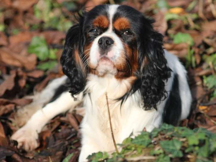 Cavalier King Charles mâle tricolore LOF confirmé de février 2022 pour saillie