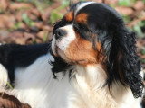 Cavalier King Charles mâle tricolore LOF confirmé de février 2022 pour saillie