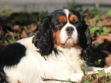 Cavalier King Charles mâle tricolore LOF confirmé de février 2022 pour saillie