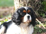 Cavalier King Charles mâle tricolore LOF confirmé de février 2022 pour saillie