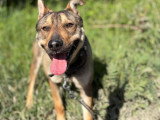 Max, Malinois de 2 ans à adopter en association