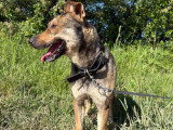 Max, Malinois de 2 ans à adopter en association